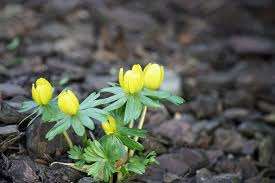 giao hoa trực tuyến - Winter Aconite