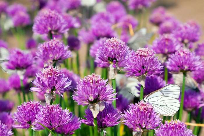 giao hoa trực tuyến - Allium Flower