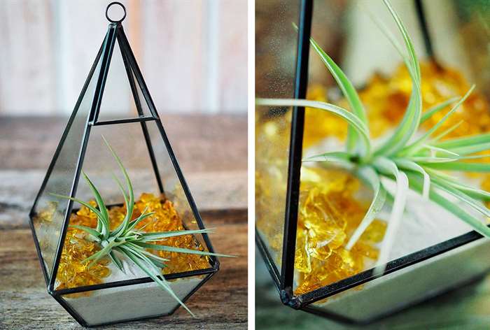 housewarming gift ideas air plant terrarium