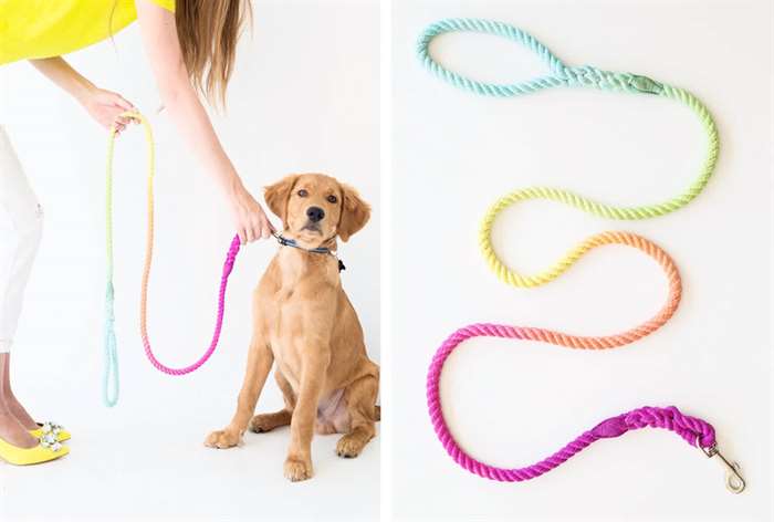 golden retriever with an ombre rainbow dog leash