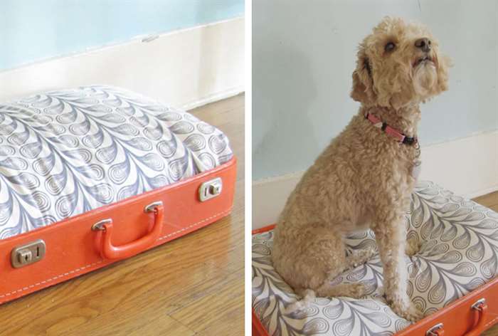 dog sitting on diy orange vintage suitcase bed