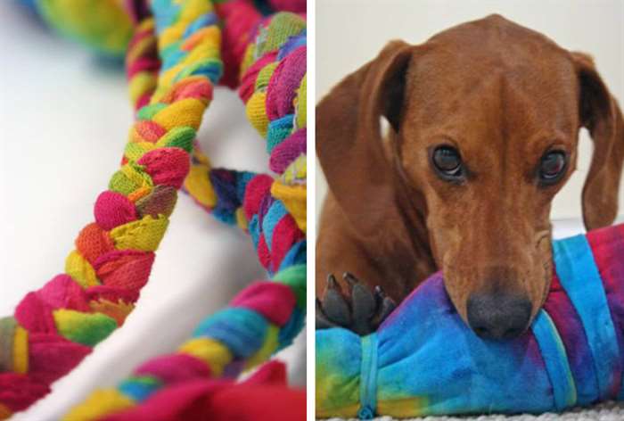 dachshund with a rainbow rope dog toy