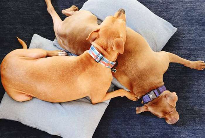 two dogs laying on denim dog beds