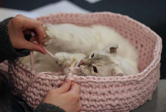 cat laying in a homemade yarn basket