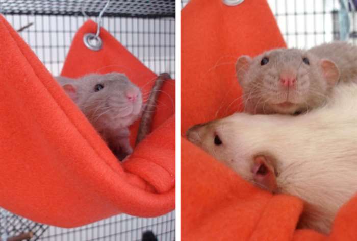 hamsters in an orange felt cabinet