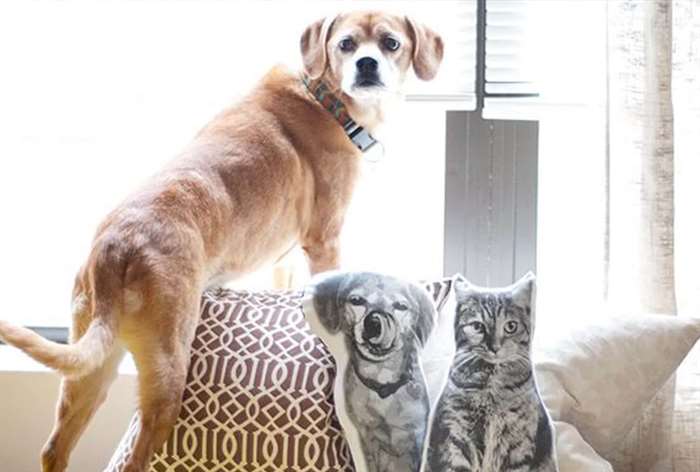 dog sitting with a pillow shaped like a cat and dog