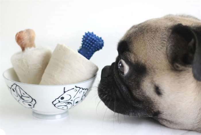 pug looking at peanut butter dog popsicles