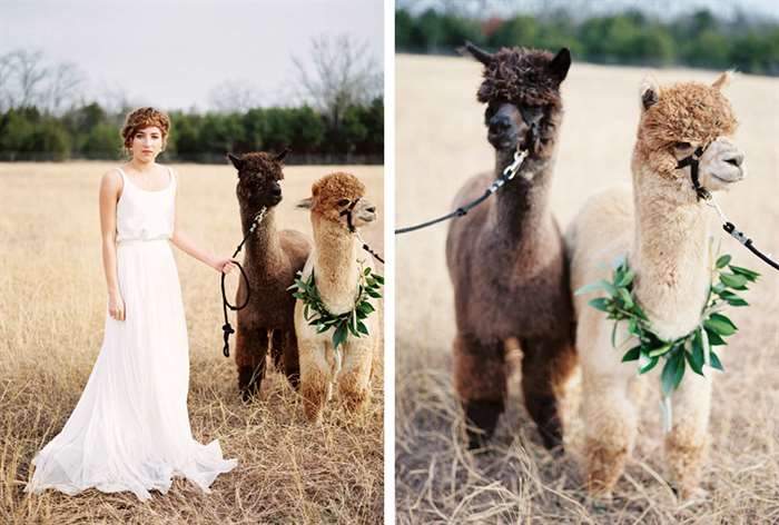 barn wedding ideas bride llamas