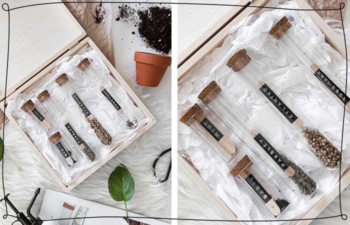 herb seeds in glass tubes