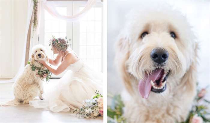 bride with dog flower crown and collar