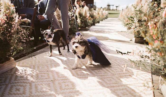 doggie best man and maid of honor