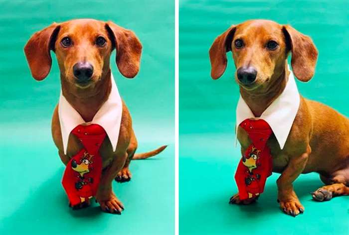 dachschund wearing a christmas tie