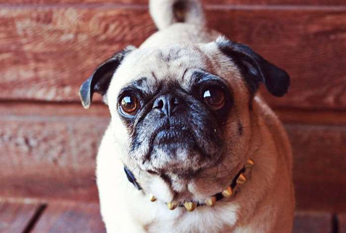 dog with studded dog collar