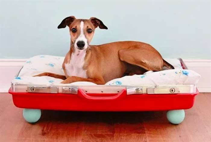 dog in a bed made out of a suitcase