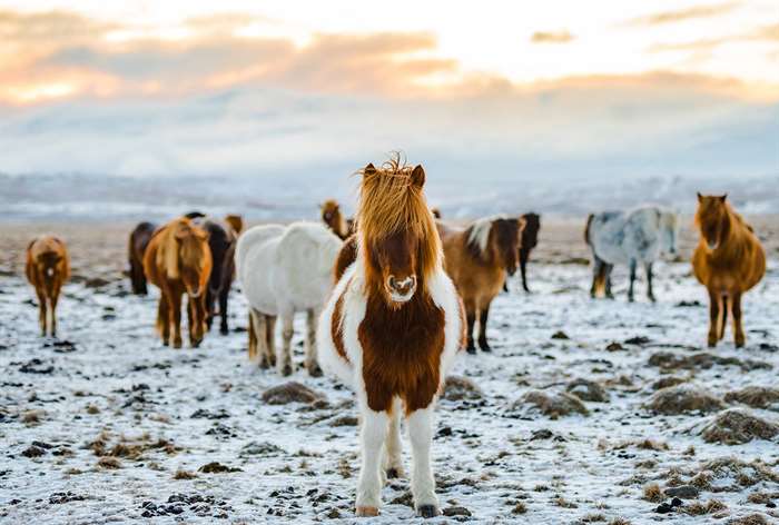 ngựa ở iceland