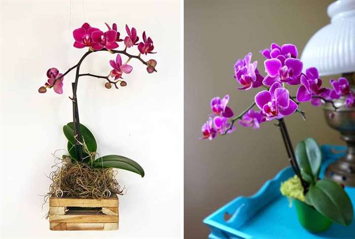 indoor plant decor orchid planters