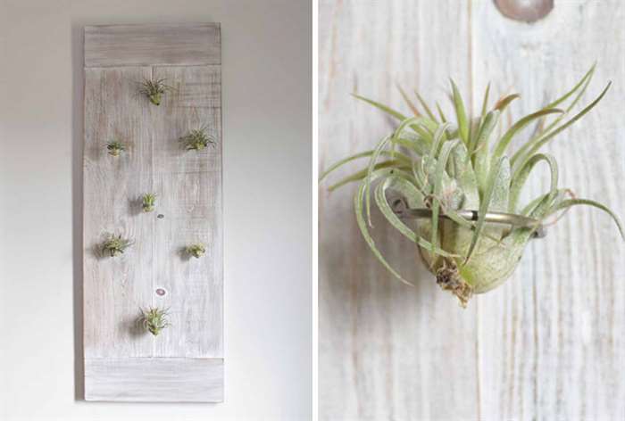 indoor plant decor air plant wall