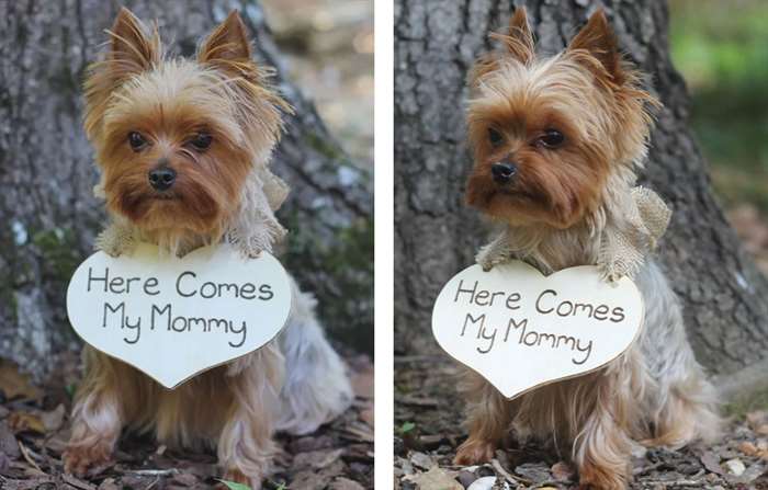 Here Comes My Mommy Pet Ring Bearer Sign