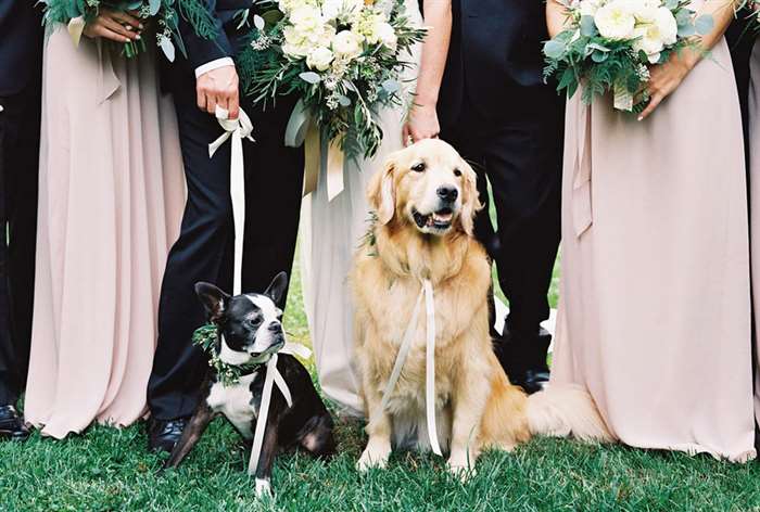 chó và tiệc cưới