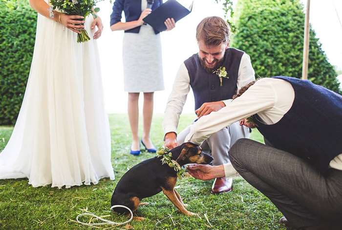 con chó trong đám cưới