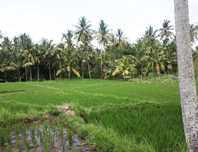 Hướng dẫn du lịch của chúng tôi đến Bali, Indonesia - Lấy cảm hứng từ điều này