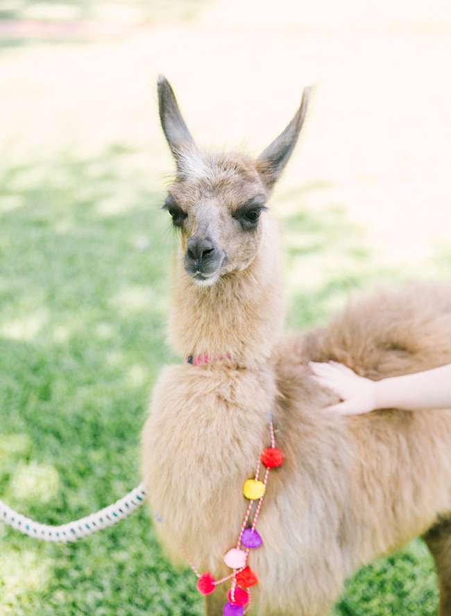 Bữa tiệc sinh nhật Llama Llama