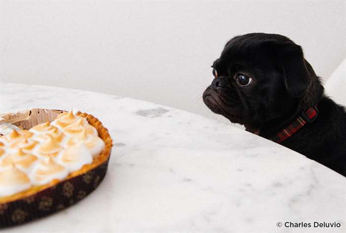 một con chó nhìn vào một chiếc bánh