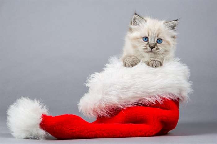 Portrait of Siberian kitten in the Christmas hat on a grey background.