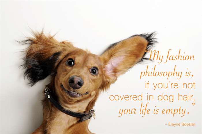 Dog with funny ears on white background. Funny dog quotes overlay