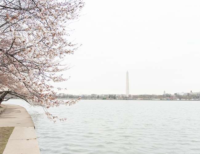 Nhung buc anh ve su tham gia cua Cherry Blossom