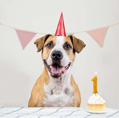 25 Ý tưởng tổ chức sinh nhật cho chó: Đã đến giờ Paw-ty!