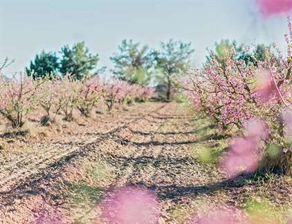 Cherry Blossom Bridal Inspiration