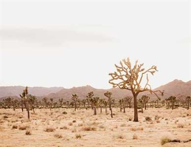 Joshua Tree Maternity