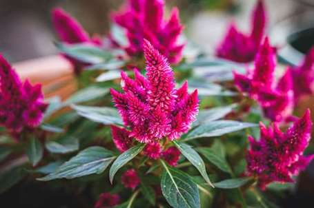 Astilbe chăm sóc các giống astilbe