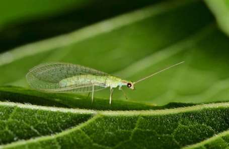 Good bugs green lacewings