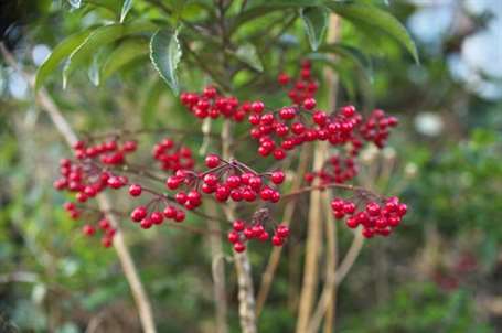 Ardisia Nhật Bản sử dụng