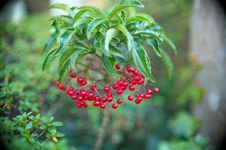 Ardisia Nhật Bản phát triển