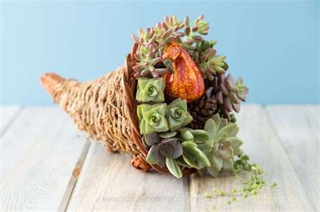 Succulent Cornucopia - Trung tâm Lễ tạ ơn tuyệt vời