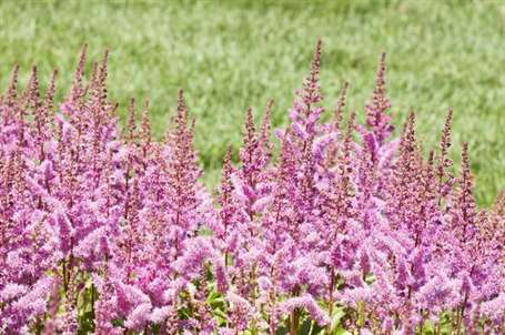 Astilbe maggie daley giống astilbe