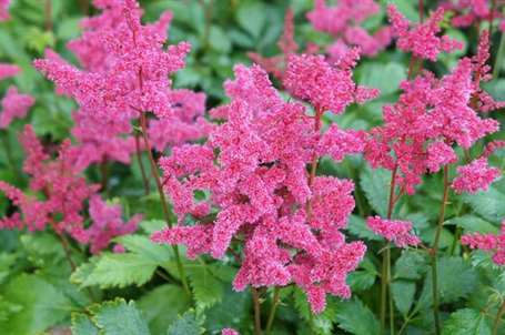 Astilbe montgomery giống astilbe