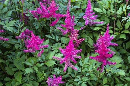 Astilbe chinensis giống astilbe