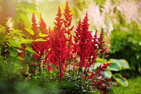 Vườn bog astilbe