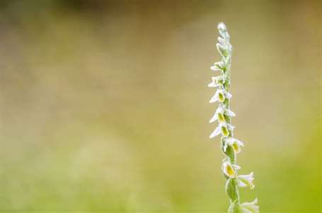 Bog Garden lady's tresses