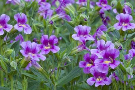 Bog garden mimulus