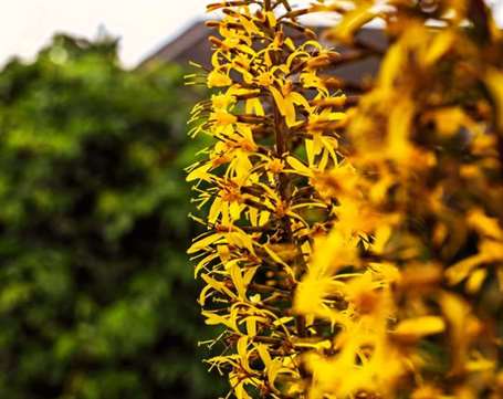 Bog vườn ligularia 