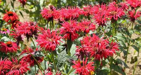 Bog Garden monarda