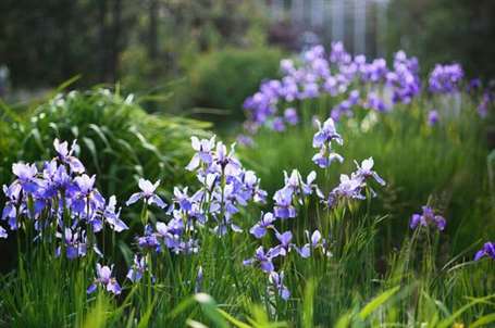 Bog garden siberia iris