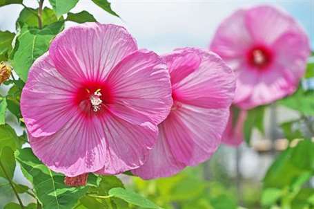 Vườn bog đầm lầy hoa hồng mallow