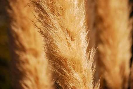 Cỏ lau có lông (calamagrostis x acutiflora)