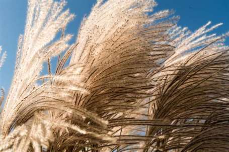 Cỏ pampas (cortaderia selloana)